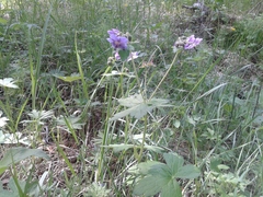 Geranium platyanthum