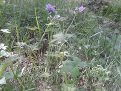 Geranium platyanthum