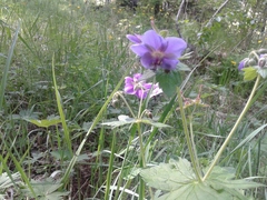 Geranium platyanthum