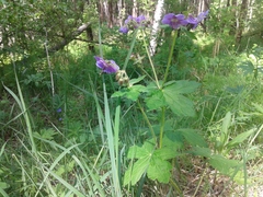 Geranium platyanthum