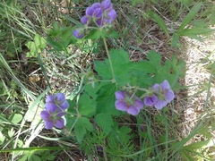 Geranium platyanthum