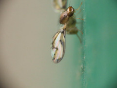 Toxonevra muliebris