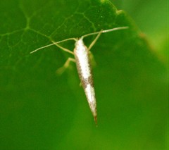Argyresthia spinosella