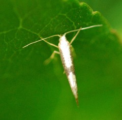 Argyresthia spinosella
