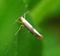 Argyresthia spinosella