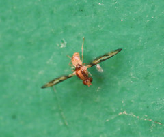 Toxonevra muliebris