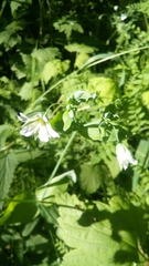 Cerastium davuricum