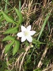 Anemonoides trifolia