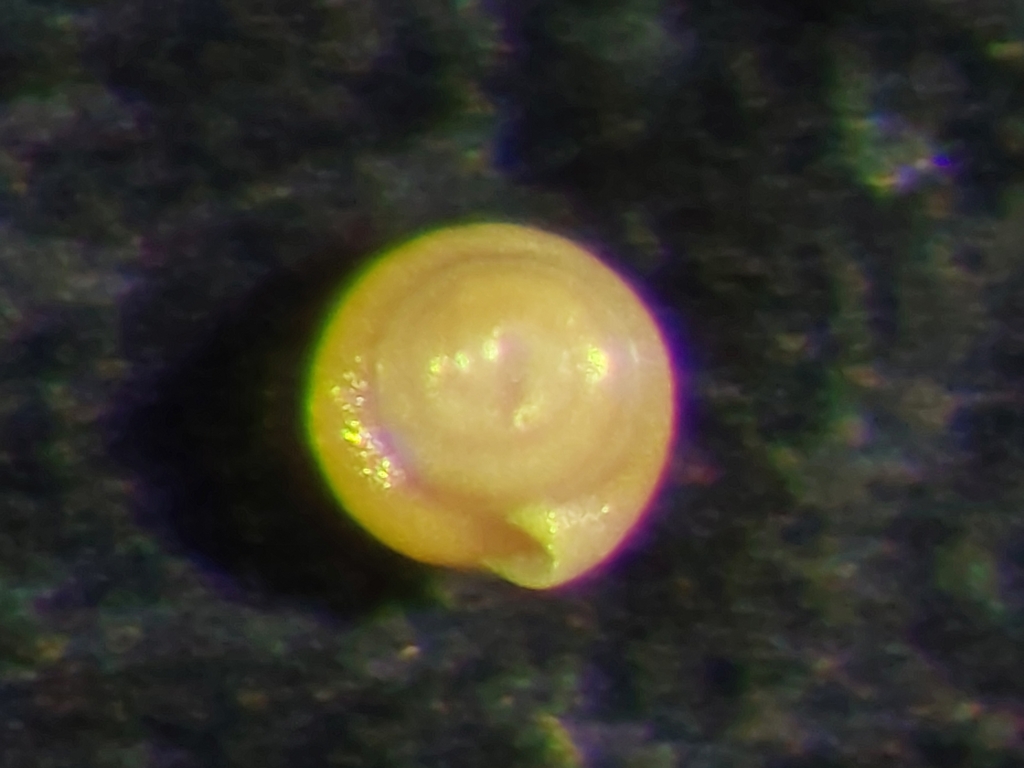 Glomospira charoides
