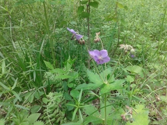 Geranium platyanthum