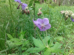 Geranium platyanthum