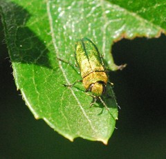 Anthaxia nitidula