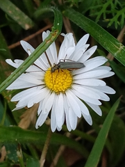 Oedemera lurida