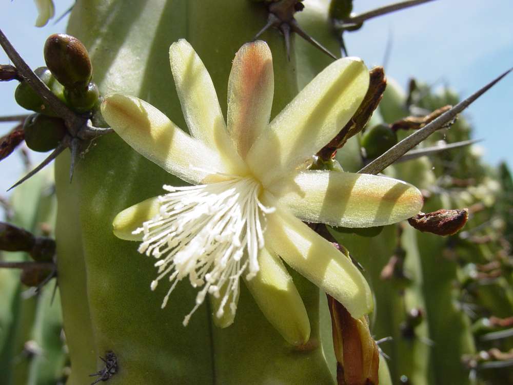 Garambullos (género Myrtillocactus) · NaturaLista Colombia