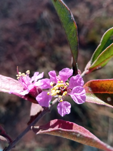 Koehneria madagascariensis