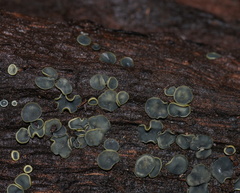 Chlorosplenium