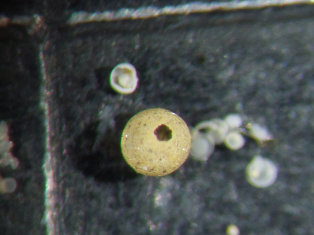 Psammosphaeridae