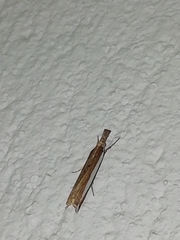 Crambus praefectellus