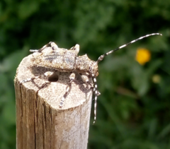 Aegomorphus clavipes