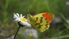 Anthocharis euphenoides