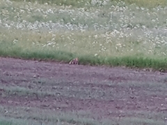 Vulpes vulpes vulpes