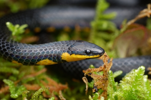 Photo of a Tweedie's Reed Snake (Macrocalamus tweediei)