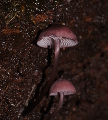 Mycena kurramulla