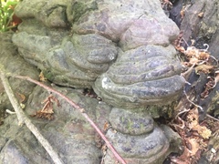 Ganoderma