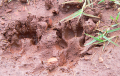 Acinonyx jubatus jubatus