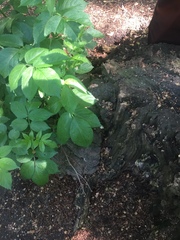 Ganoderma