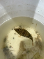 Sphoeroides maculatus