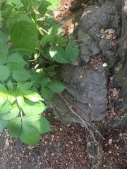 Ganoderma