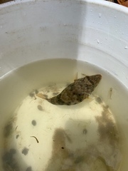 Sphoeroides maculatus