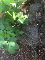 Ganoderma