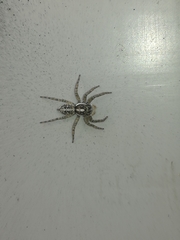 Menemerus semilimbatus