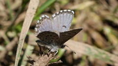 Pseudophilotes panoptes