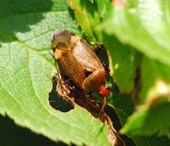 Deraeocoris olivaceus