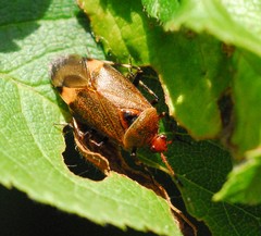 Deraeocoris olivaceus