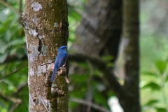 Cyornis unicolor