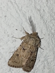 Spodoptera hipparis