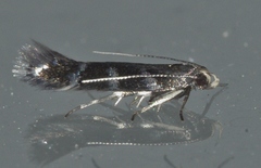 Eulamprotes wilkella