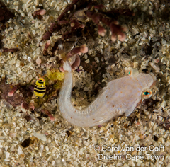 Apletodon pellegrini