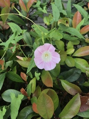 Calystegia hederacea