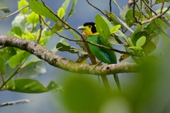 Psarisomus dalhousiae