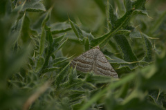 Scotopteryx coarctaria