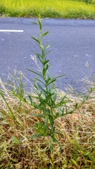 Pseudelephantopus spicatus