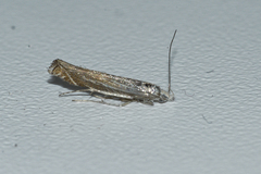 Isophrictis