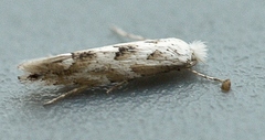 Phyllonorycter sagitella