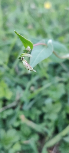 Fallopia convolvulus iNat (3)