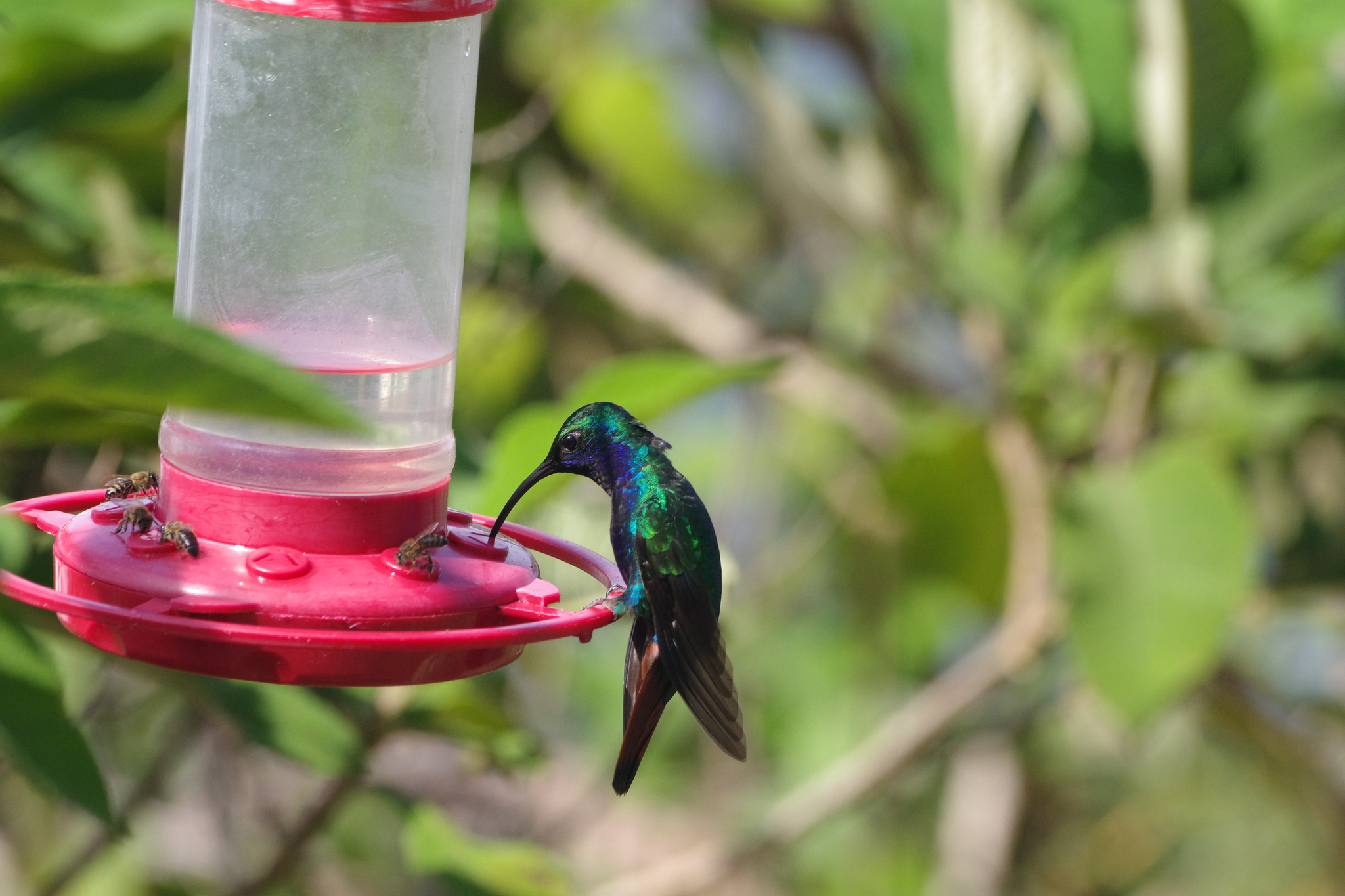 Lazuline Sabrewing (Campylopterus falcatus), photo 3